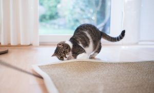 แมวชอบปลุกตอนกลางคืน