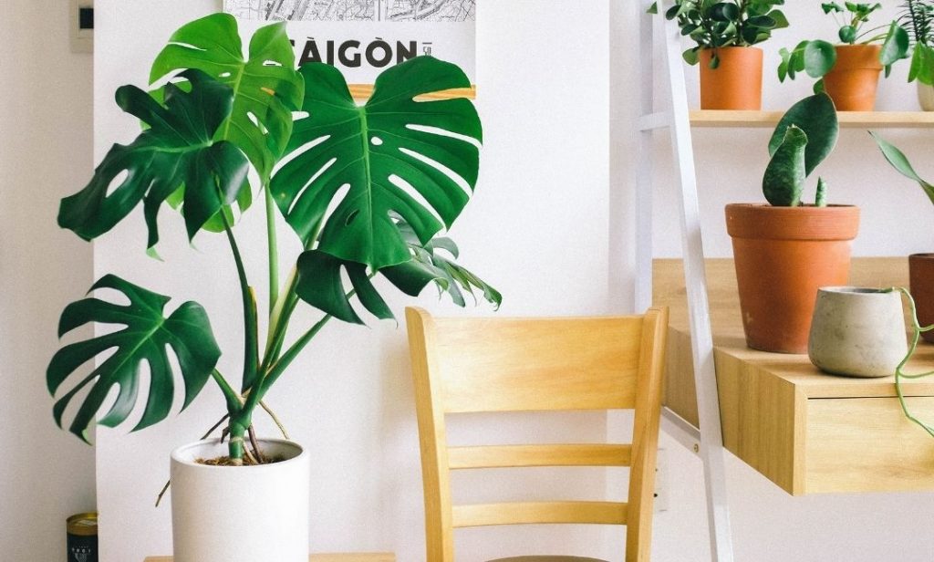 ต้นไม้ปลูกในร่ม