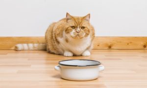 แมวไม่กินอาหาร