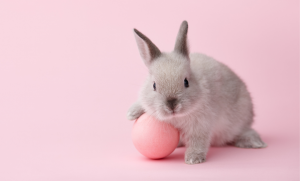 ของเล่นสำหรับกระต่าย