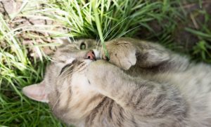 นิสัยแปลกๆของแมว