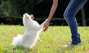 วิธีฝึกลูกสุนัข