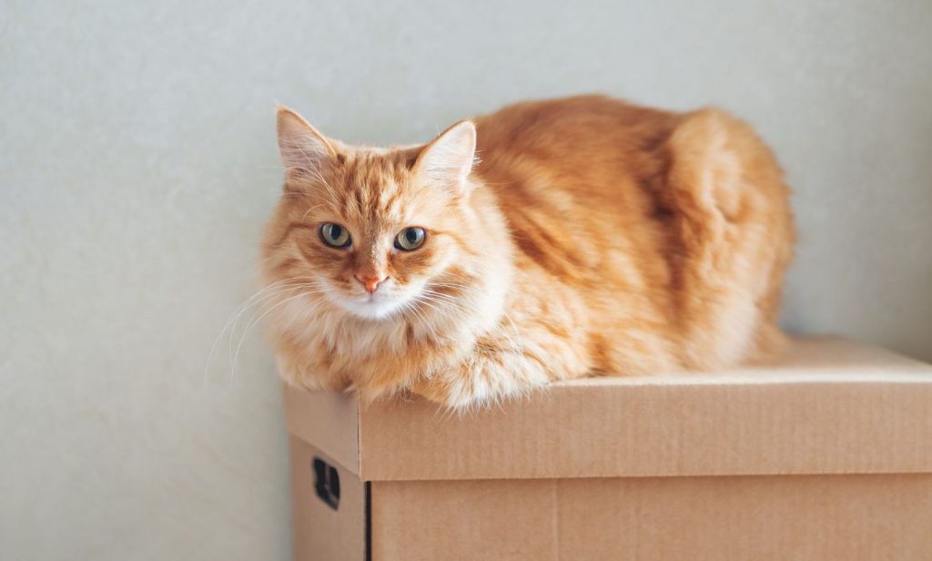 พาแมวย้ายบ้าน