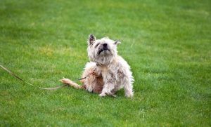 กําจัดหมัดในบ้าน