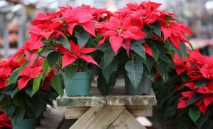 ไม้ใบสีแดง