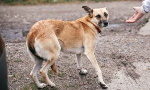 สุนัขขี้กลัว