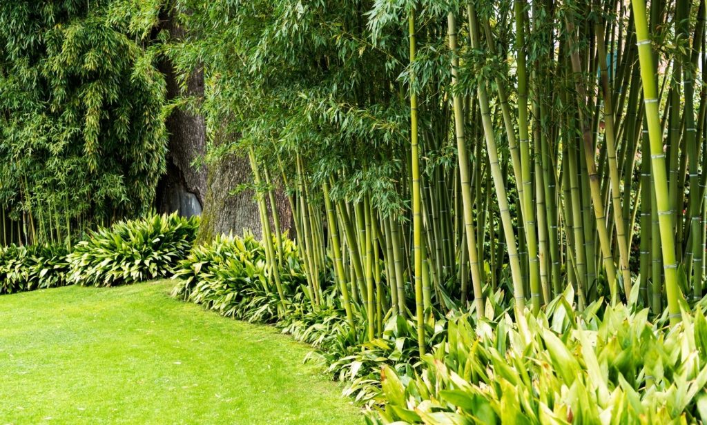 ไม้บังแดด พื้นที่น้อย