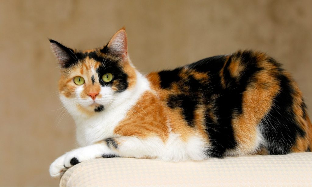 แมวสามสี