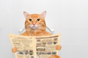 ฝึกแมวใช้กระบะทราย