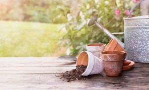 เตรียมดินปลูกต้นไม้