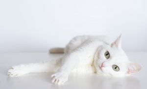 แมวสีขาว