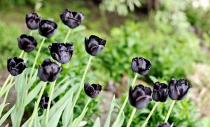 ดอกไม้สีดำ