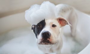 อุปกรณ์ดูแลสุนัข