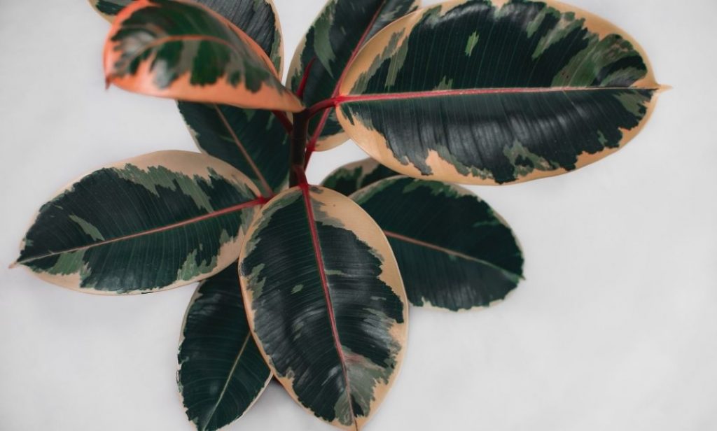 วิธีดูแล ต้นยางอินเดีย