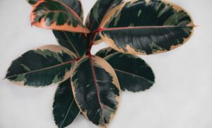 วิธีดูแล ต้นยางอินเดีย