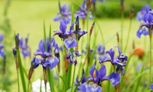 ต้นไม้ ริมบ่อปลา