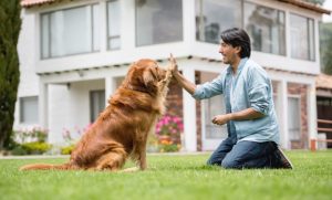 การดูแลสุนัข