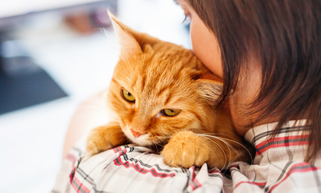 แมวหาบ้าน