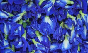 สมุนไพรแก้ผมร่วง