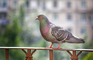 อุปกรณ์ไล่นกพิราบ