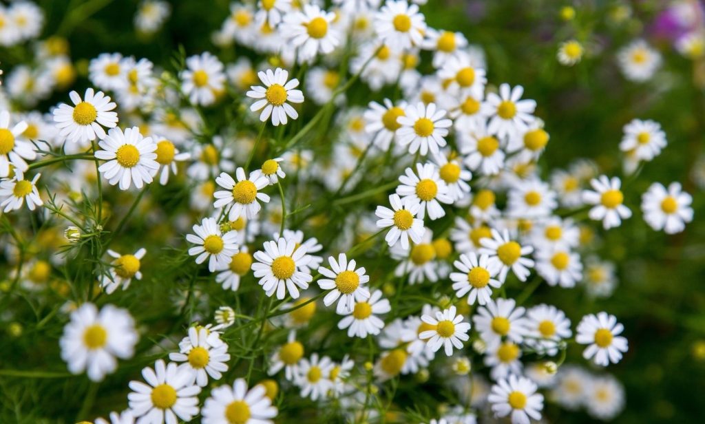 ดอกไม้ขนาดเล็ก