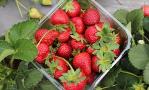 ผลไม้บำรุงผิว