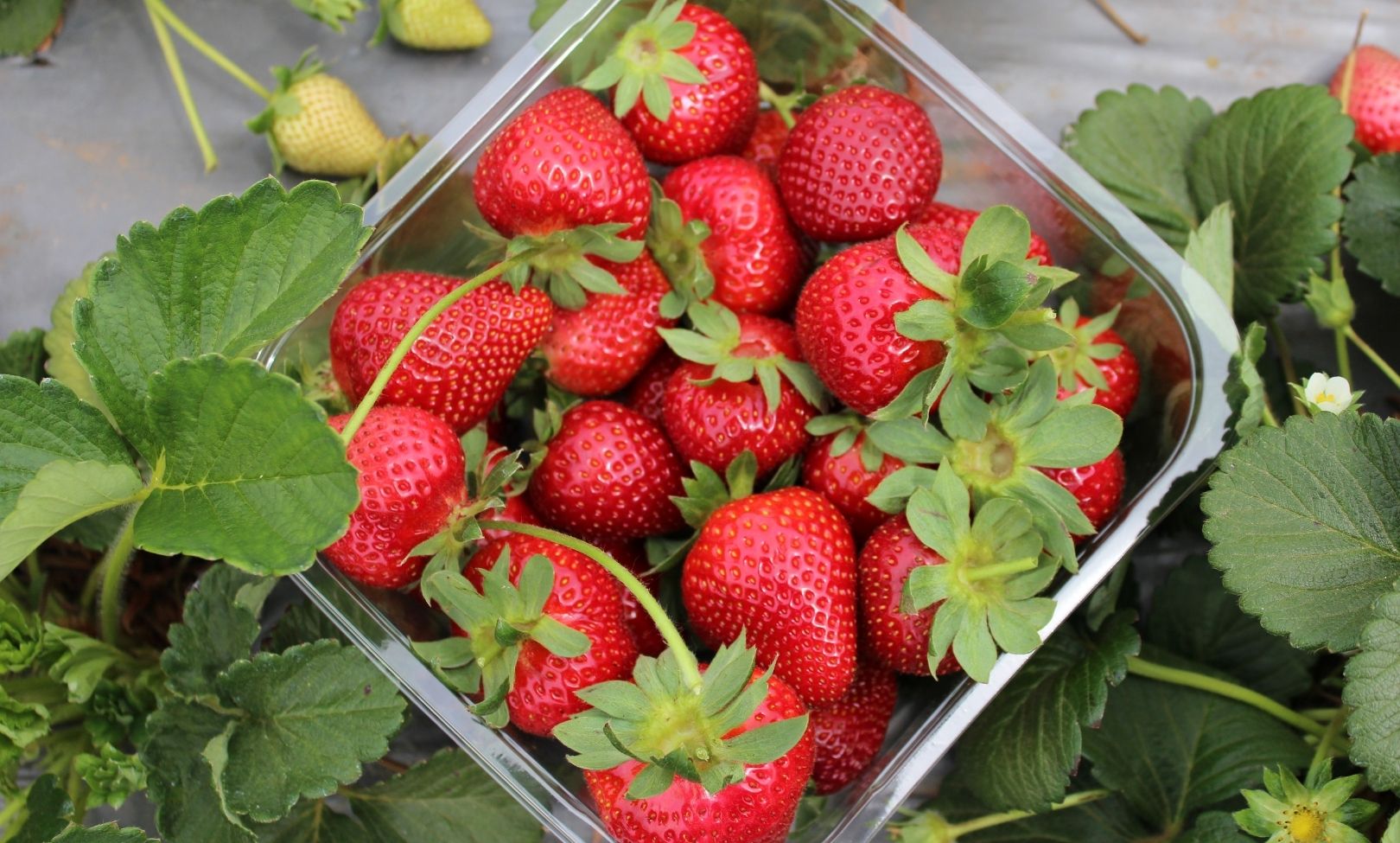 ผลไม้บำรุงผิว